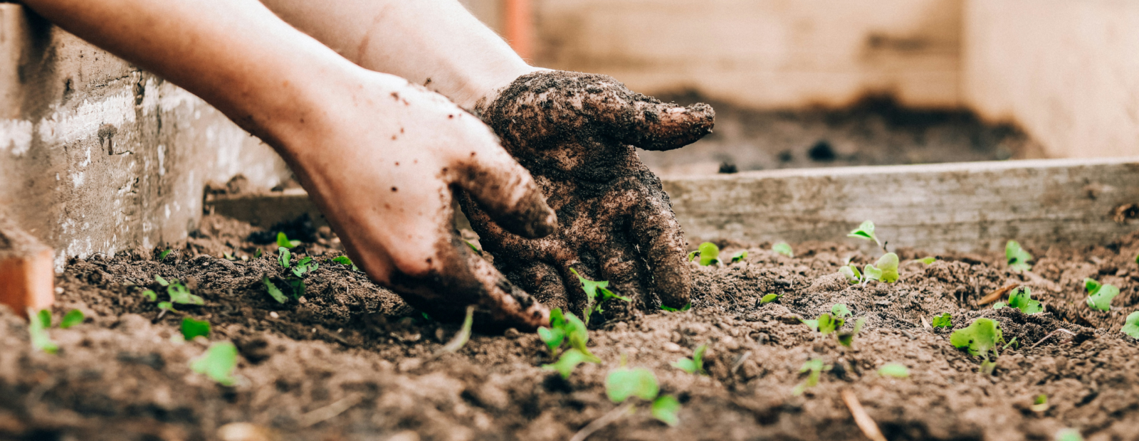 Photo of someone working on a high raise gardening bed